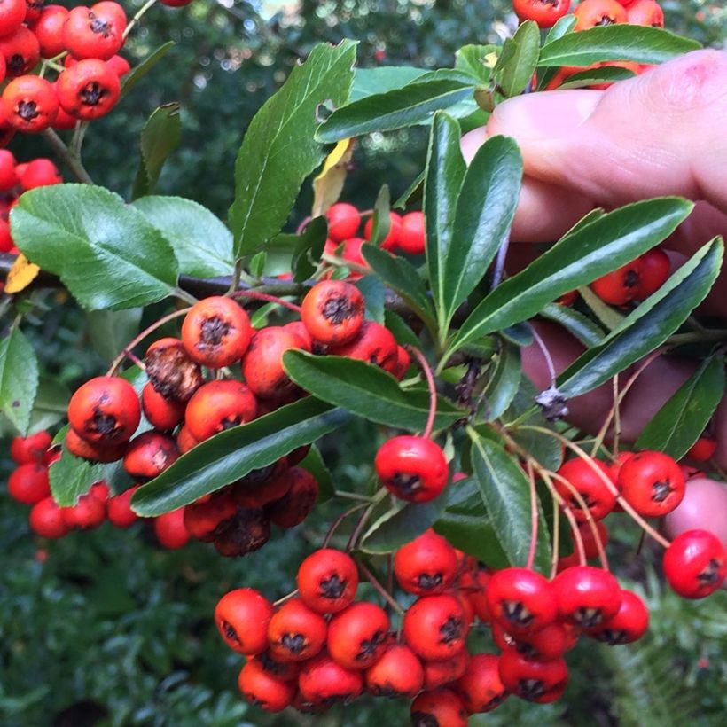 Pyracantha Mohave - Buisson ardent  (Harvest)