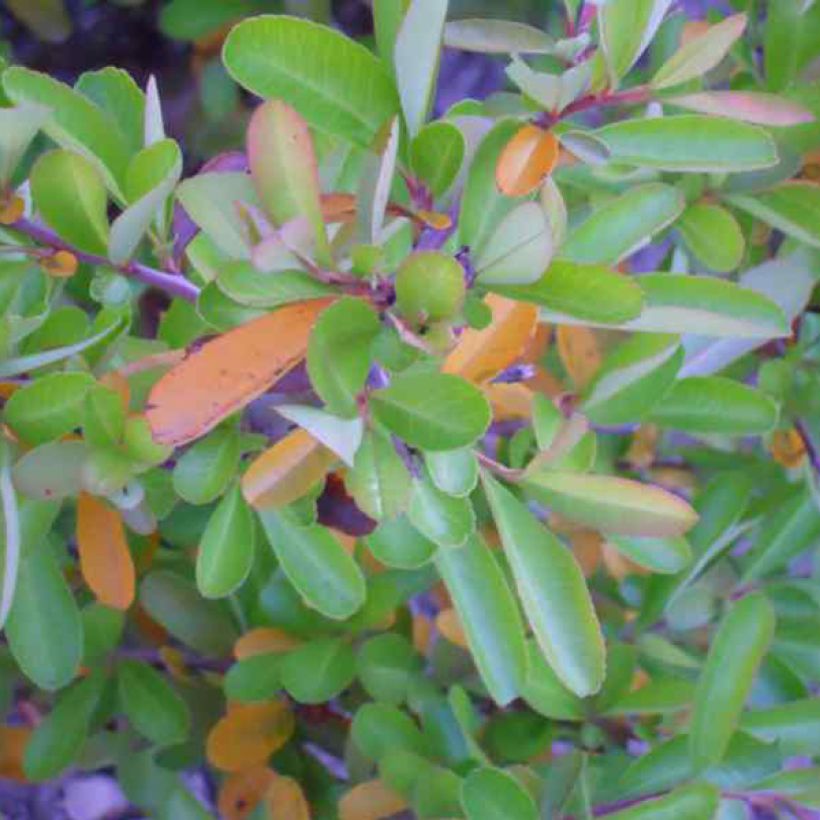 Pyracantha Orange Glow - Buisson ardent  (Foliage)