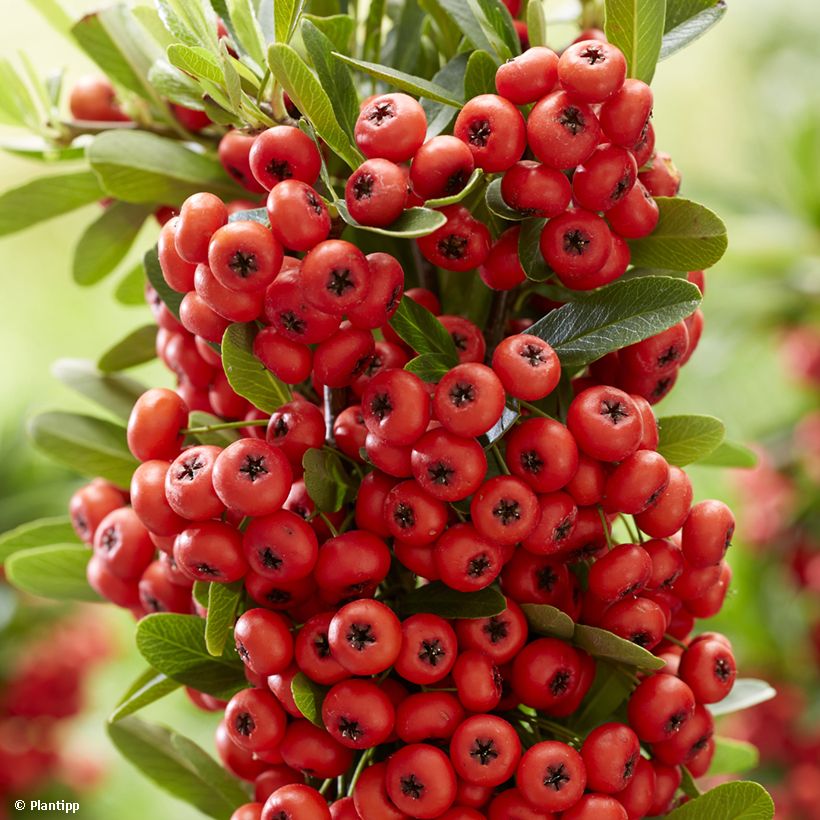 Pyracantha coccinea Red Star - Buisson ardent (Harvest)