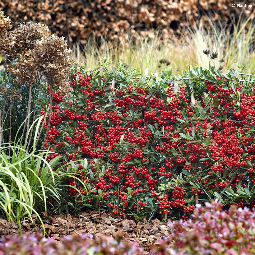 Pyracantha coccinea Red Star - Buisson ardent (Plant habit)