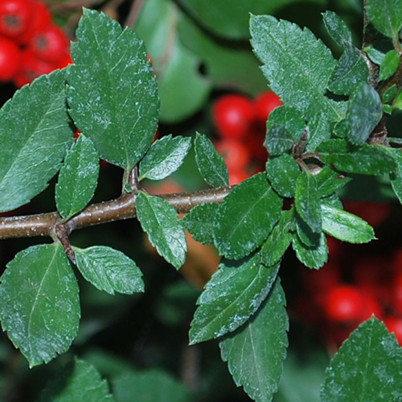 Pyracantha coccinea Red Column - Buisson ardent Red Column (Foliage)