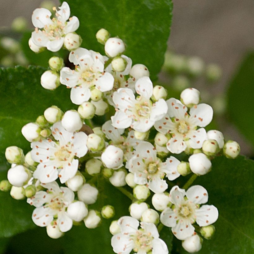 Pyracantha coccinea Red Column - Buisson ardent Red Column (Flowering)