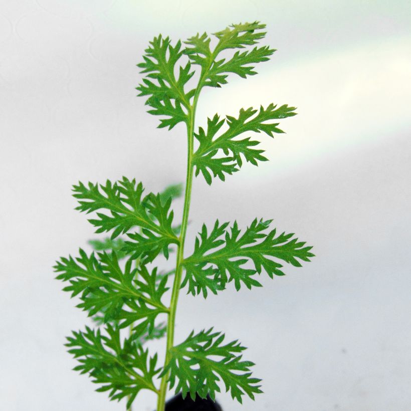 Pyrèthre Robinson's Red - Tanacetum coccineum (Foliage)