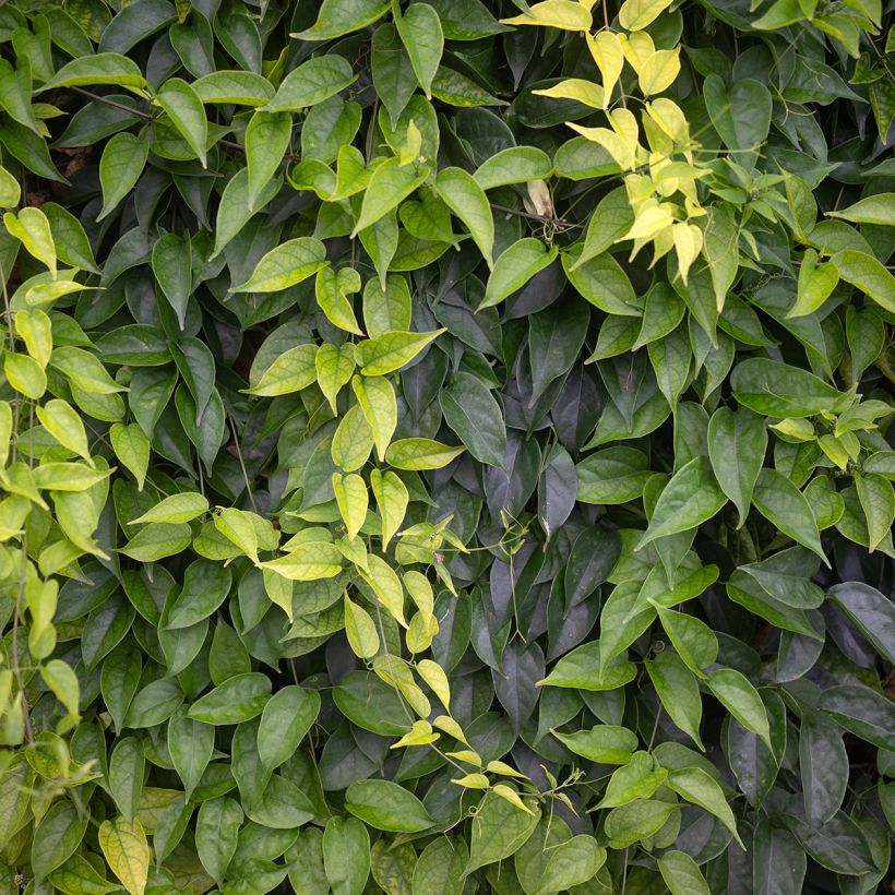 Pyrostegia venusta - Liane aurore, liane de feu (Foliage)