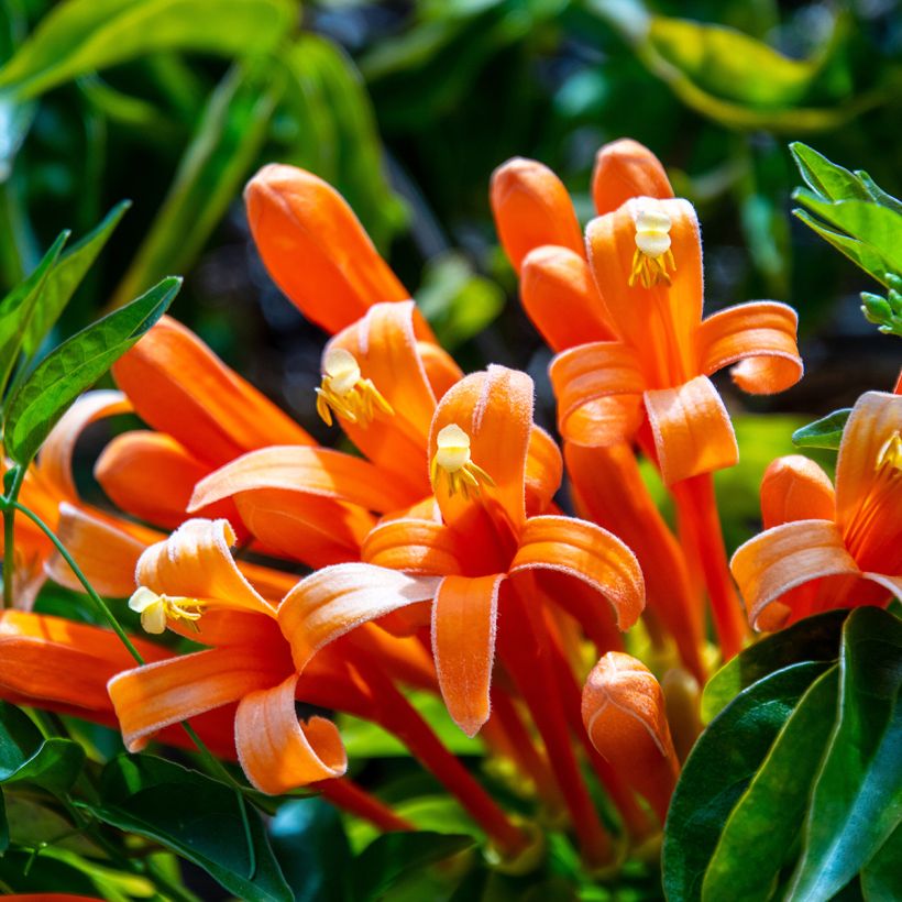Pyrostegia venusta - Liane aurore, liane de feu (Flowering)