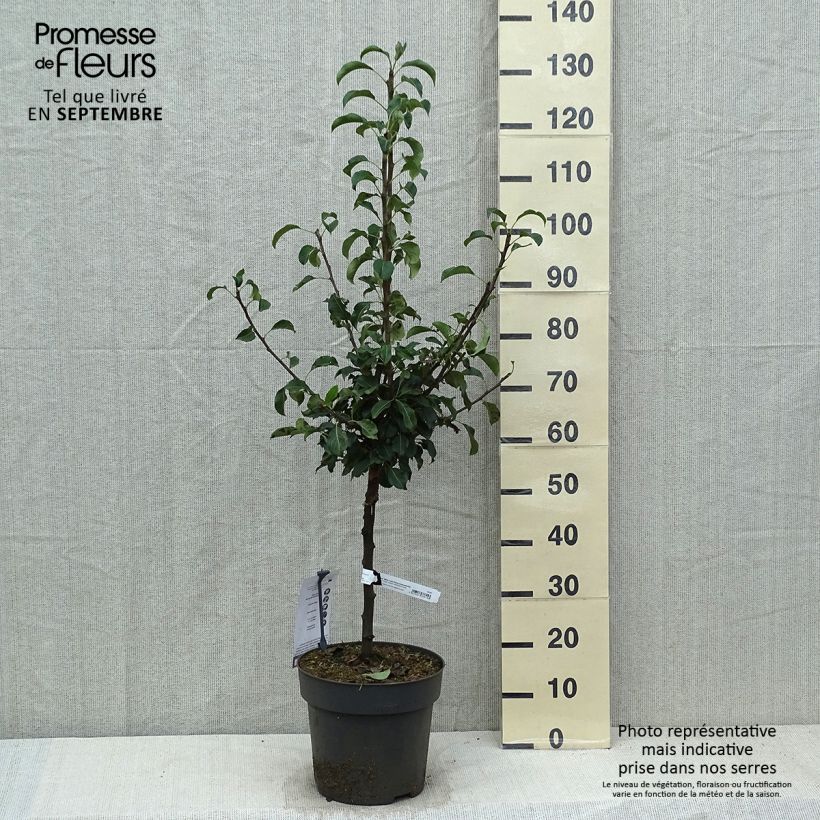 Example of Poirier nain Louisa (Luisa) Pot de 7,5L/10L, 1/4 de tige as you get in automne