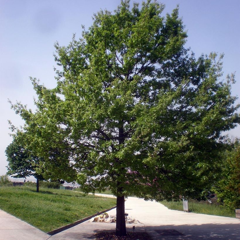 Quercus cerris - Chêne chevelu ou Chêne lombard (Plant habit)