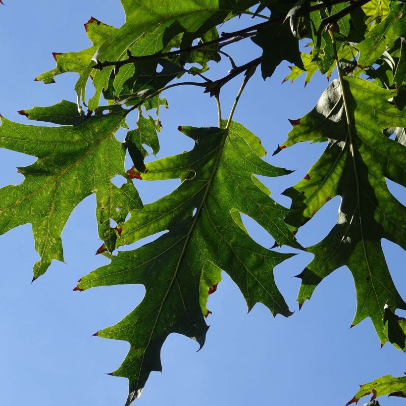 Chêne écarlate - Quercus coccinea Splendens (Foliage)