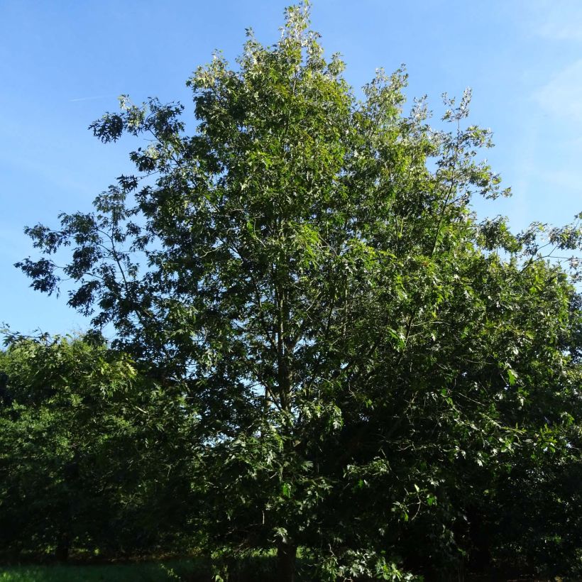 Chêne écarlate - Quercus coccinea Splendens (Plant habit)