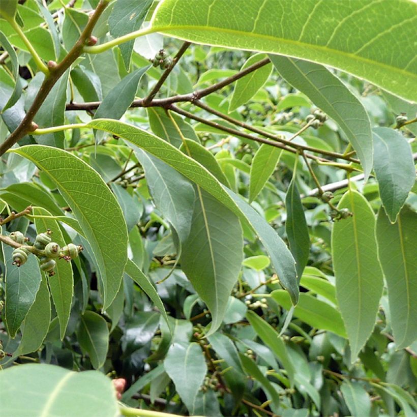 Quercus myrsinifolia - Chêne à feuilles de myrsine (Foliage)