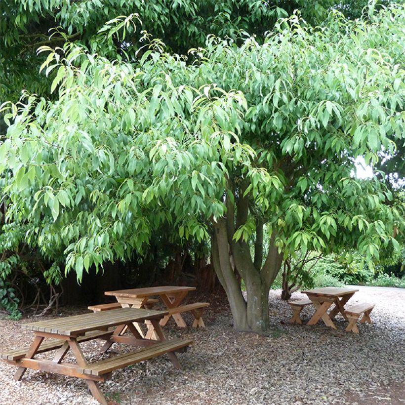 Quercus myrsinifolia - Chêne à feuilles de myrsine (Plant habit)