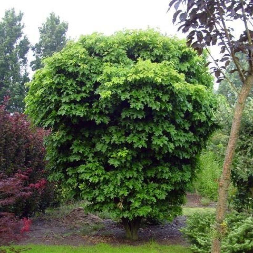 Chêne des marais nain - Quercus palustris Isabel (Plant habit)