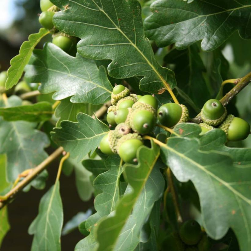 Chêne rouvre - Quercus petraea (Foliage)