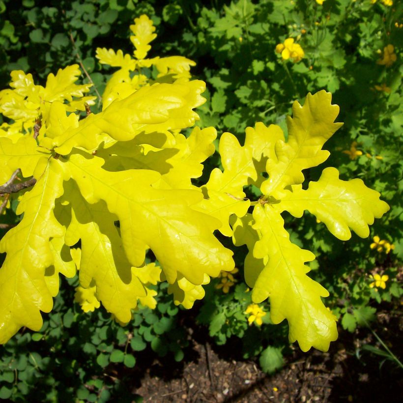 Chêne pédonculé - Quercus robur Concordia (Foliage)