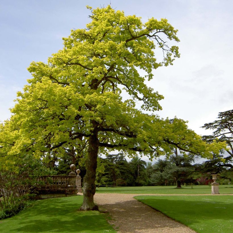 Chêne pédonculé - Quercus robur Concordia (Plant habit)