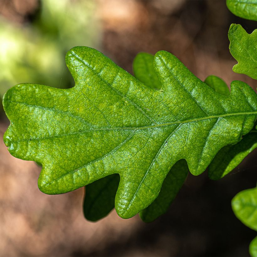Chêne pédonculé - Quercus robur Fastigiata (Foliage)