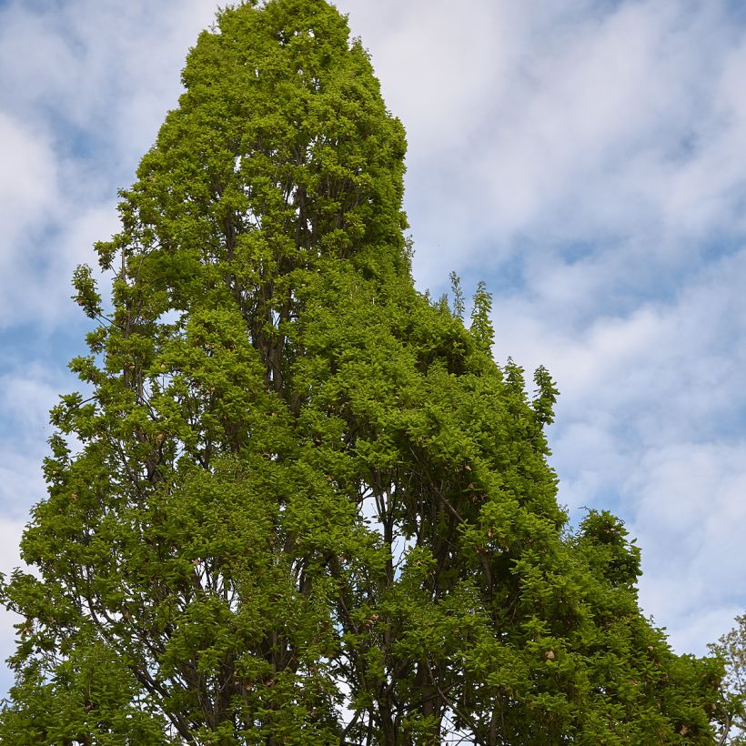 Chêne pédonculé - Quercus robur Fastigiata (Plant habit)