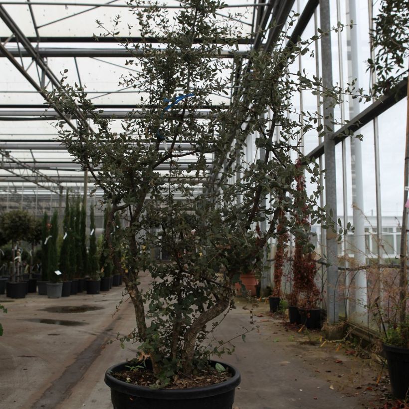 Example of Chêne liège - Quercus suber Pot de 70L/75L, Cépée as you get in printemps