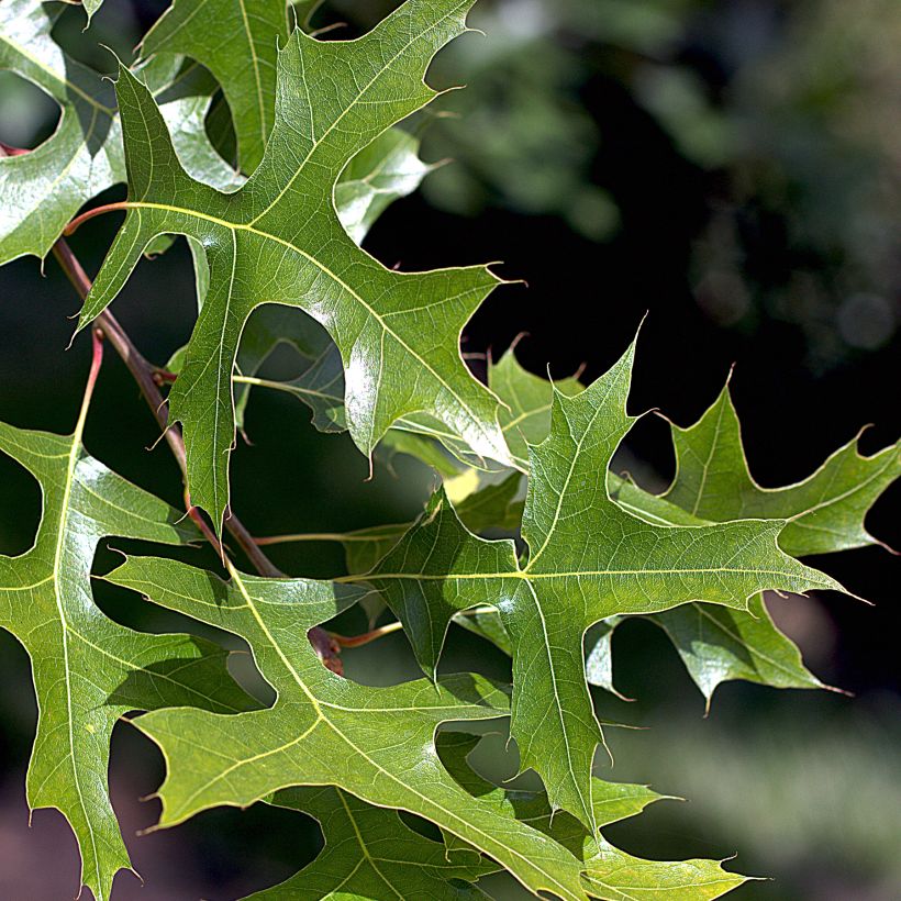 Chêne des marais - Quercus palustris (Foliage)