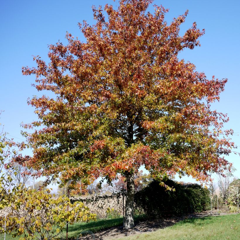 Chêne des marais - Quercus palustris (Plant habit)