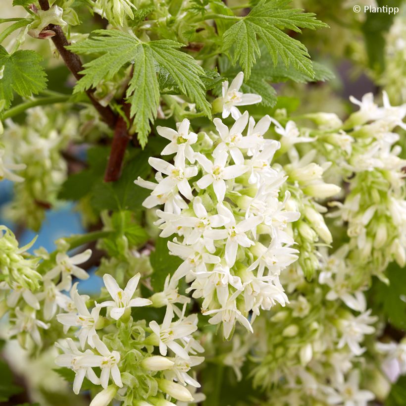 Ribes sanguineum Oregon Snowflake - Groseillier à fleurs (Flowering)