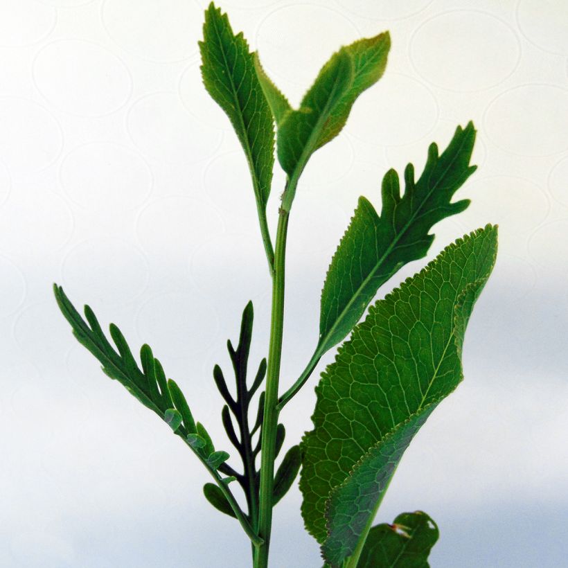 Raifort - Armoracia rusticana - Moutarde des Allemands (Foliage)