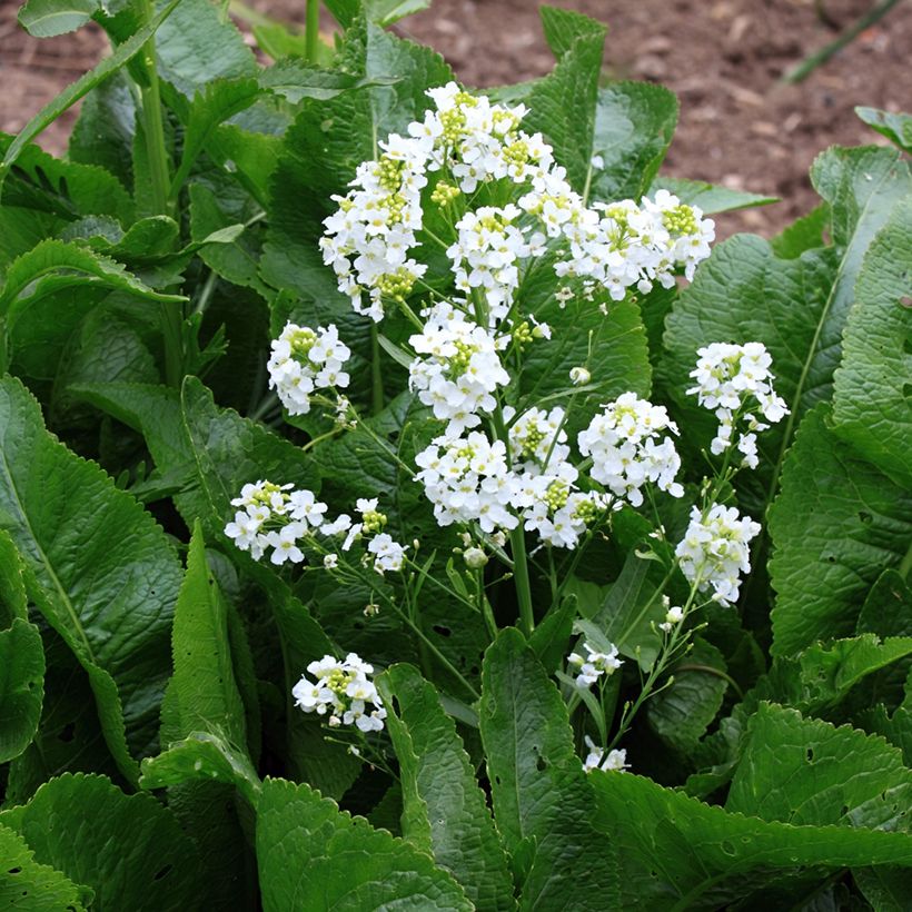 Raifort - Armoracia rusticana - Moutarde des Allemands (Flowering)