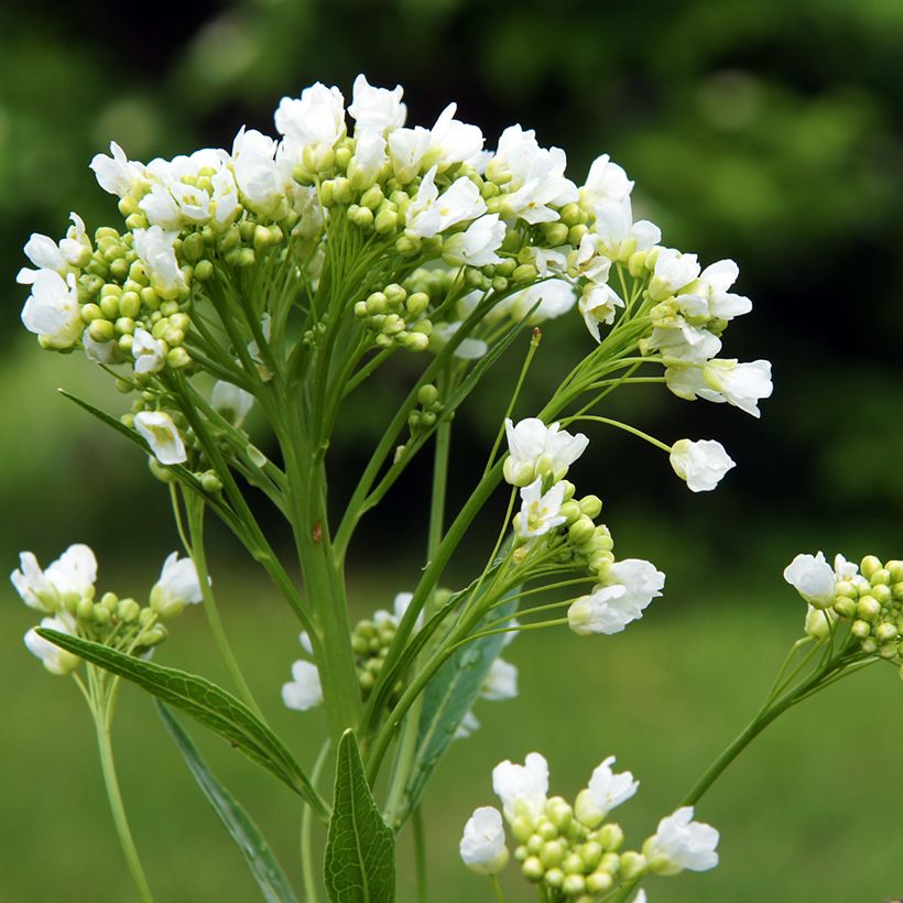 Raifort X 1 - Armoracia rusticana - Moutarde des Allemands (Flowering)