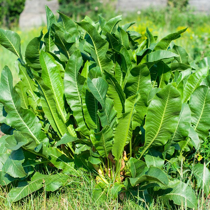 Raifort X 1 - Armoracia rusticana - Moutarde des Allemands (Plant habit)