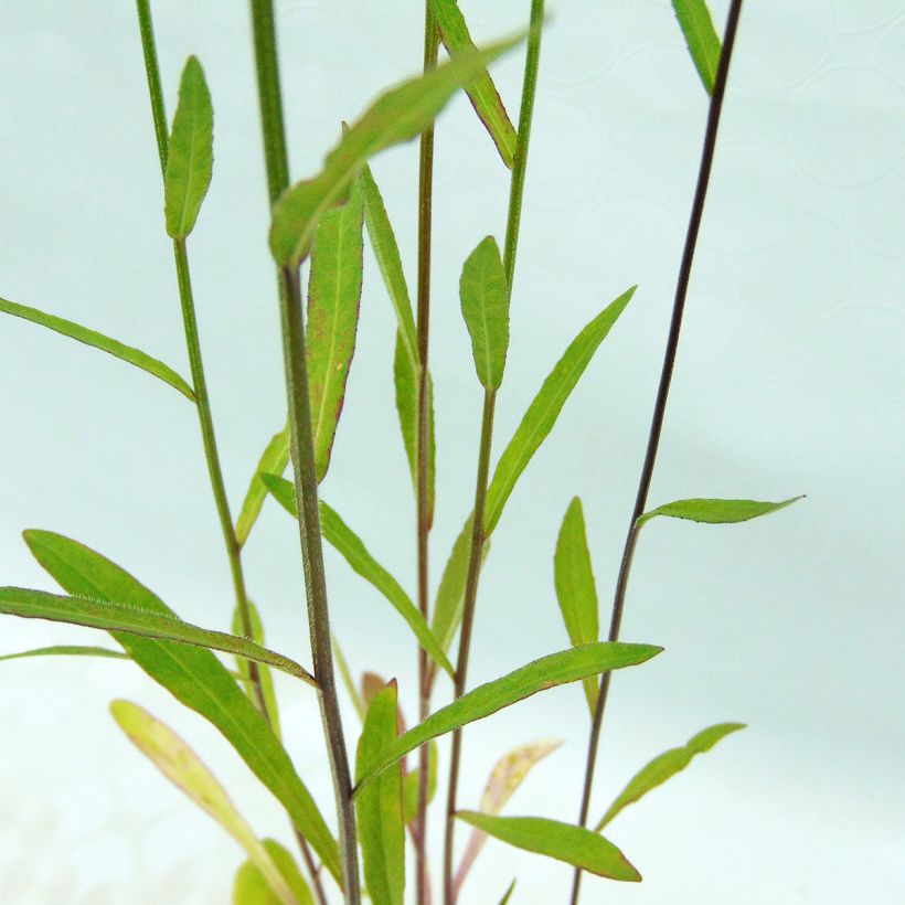 Raiponce - Campanula rapunculus (Foliage)