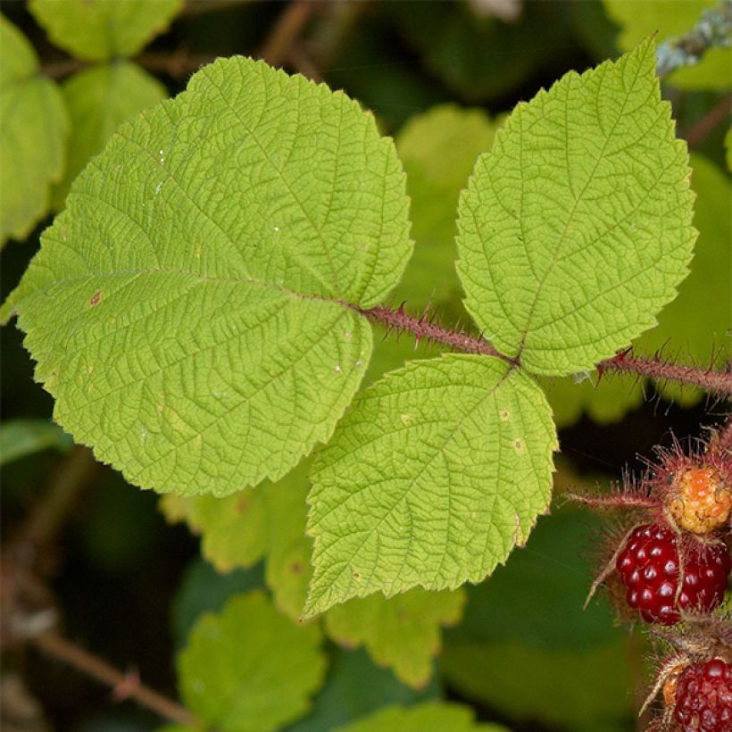 Raisin ou Mûrier du Japon - Rubus phoenicolasius (Foliage)