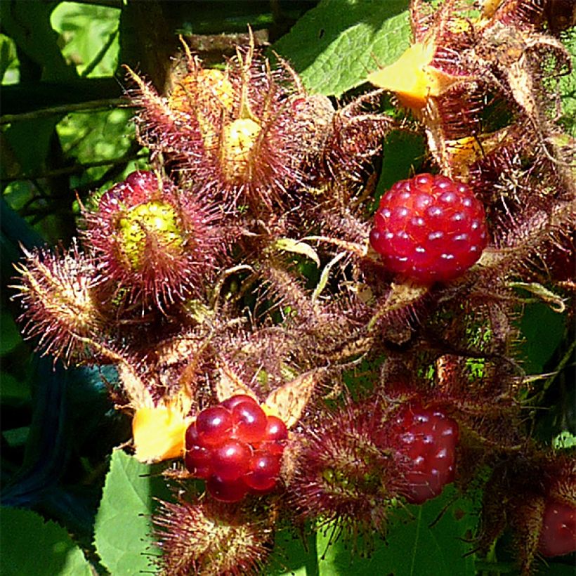 Raisin ou Mûrier du Japon - Rubus phoenicolasius (Harvest)