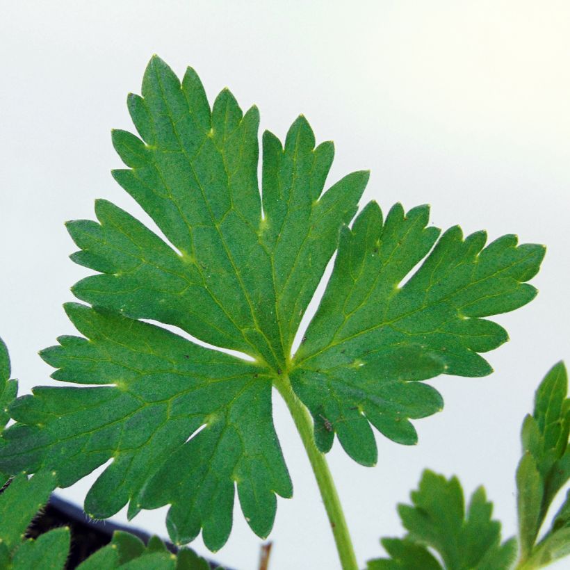 Ranunculus acris Multiplex - Bouton d'or (Foliage)