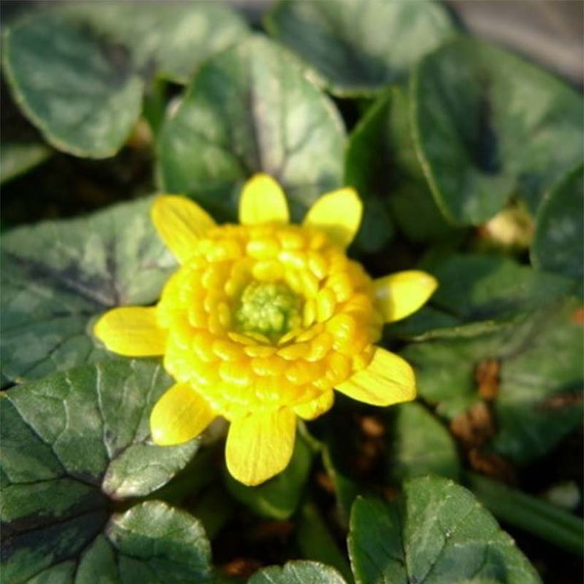 Ranunculus ficaria Collarette - Ficaire fausse-renoncule. (Flowering)