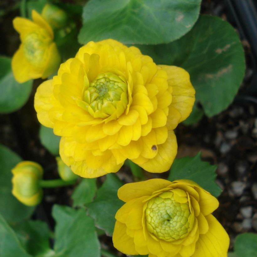 Ranunculus ficaria Flore pleno - Ficaire fausse-renoncule (Flowering)