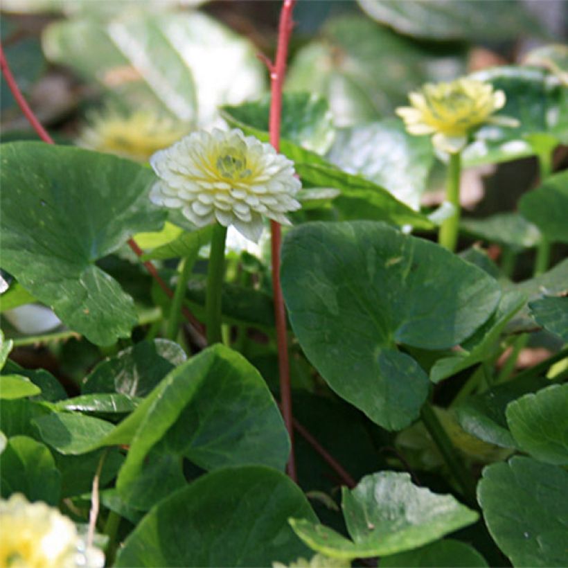 Ranunculus ficaria Ken Aslet - Ficaire (Foliage)