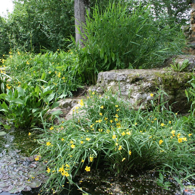 Ranunculus flammula - Renoncule flammette (Plant habit)
