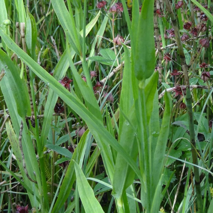 Ranunculus lingua - Grande douve (Foliage)
