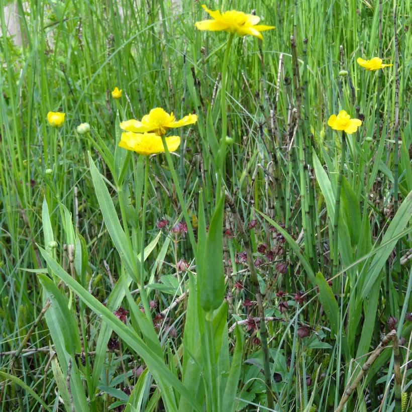 Ranunculus lingua - Grande douve (Plant habit)