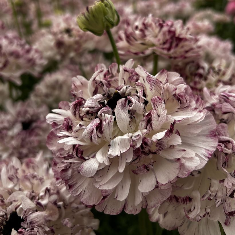 Renoncule des fleuristes Brushmark Seti – Ranunculus asiaticus (Flowering)