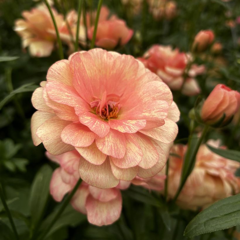 Renoncule des fleuristes Butterfly Eris – Ranunculus asiaticus (Flowering)