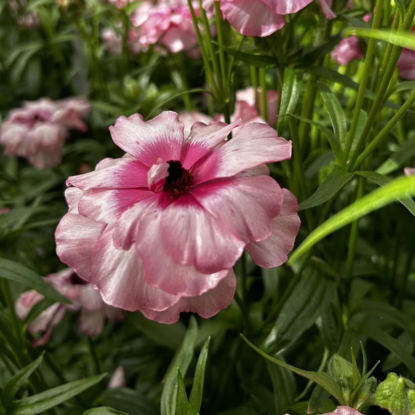 Renoncule des fleuristes Butterfly Lycia – Ranunculus asiaticus (Flowering)