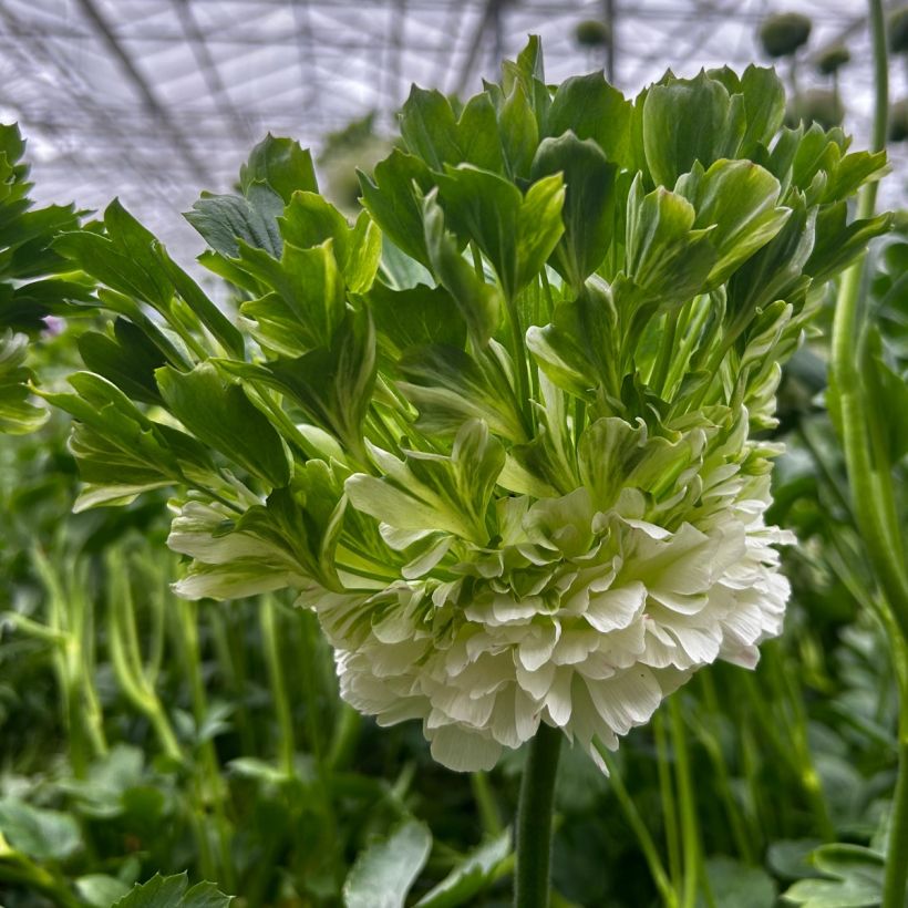 Renoncule des fleuristes Crown Giverny – Ranunculus asiaticus (Flowering)