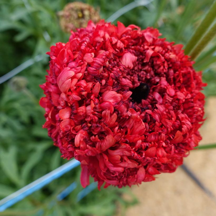 Renoncule des fleuristes Poodle Chaouen II – Ranunculus asiaticus (Flowering)