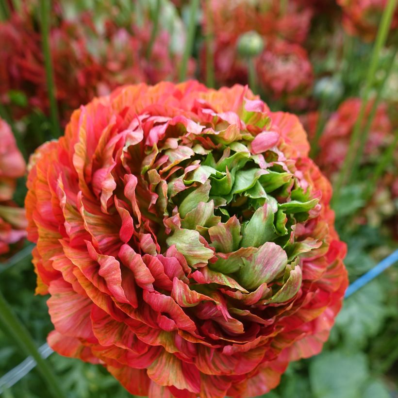 Renoncule des fleuristes Crown Bastille – Ranunculus asiaticus (Flowering)