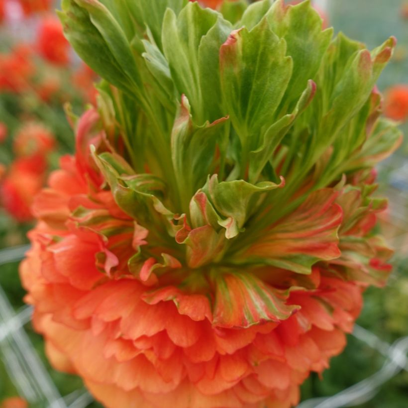 Renoncule des fleuristes Crown Nervion – Ranunculus asiaticus (Flowering)