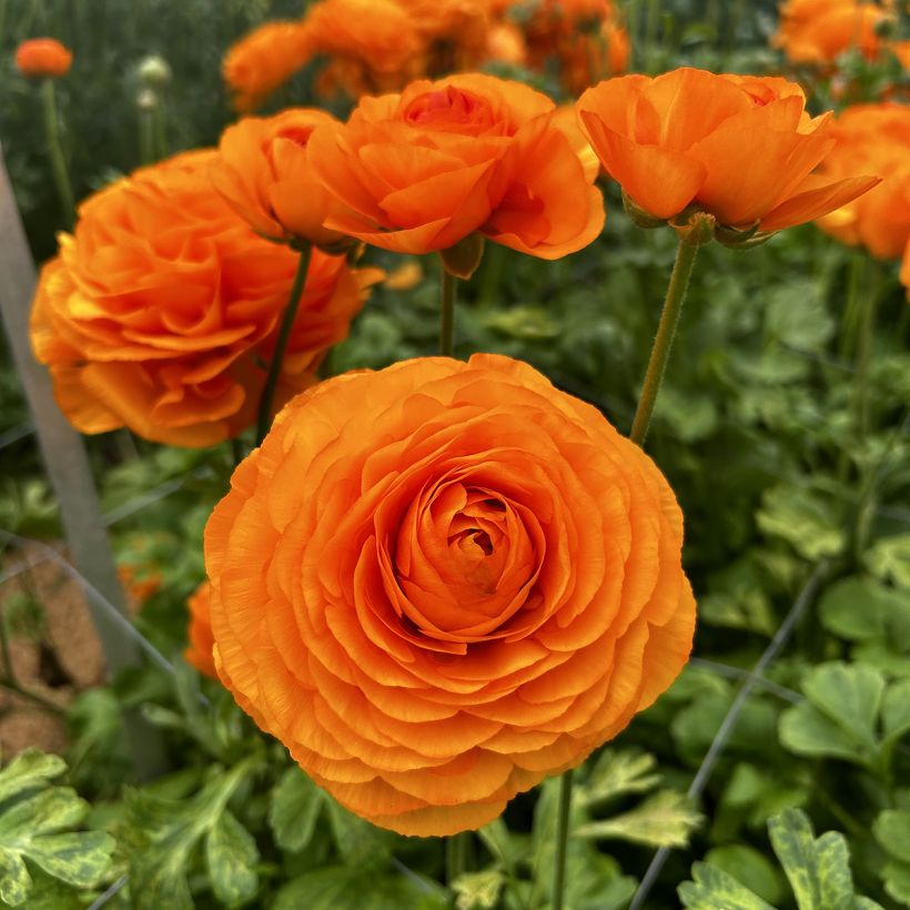 Renoncule des fleuristes Romance Digne – Ranunculus asiaticus (Flowering)