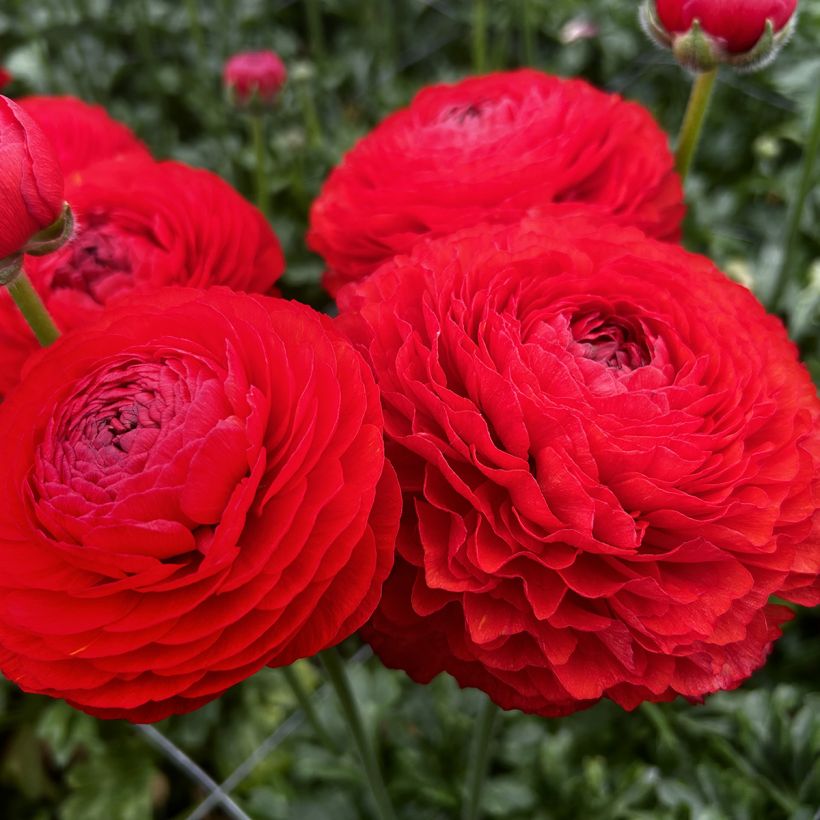 Renoncule des fleuristes Romance Get Lucky – Ranunculus asiaticus (Flowering)