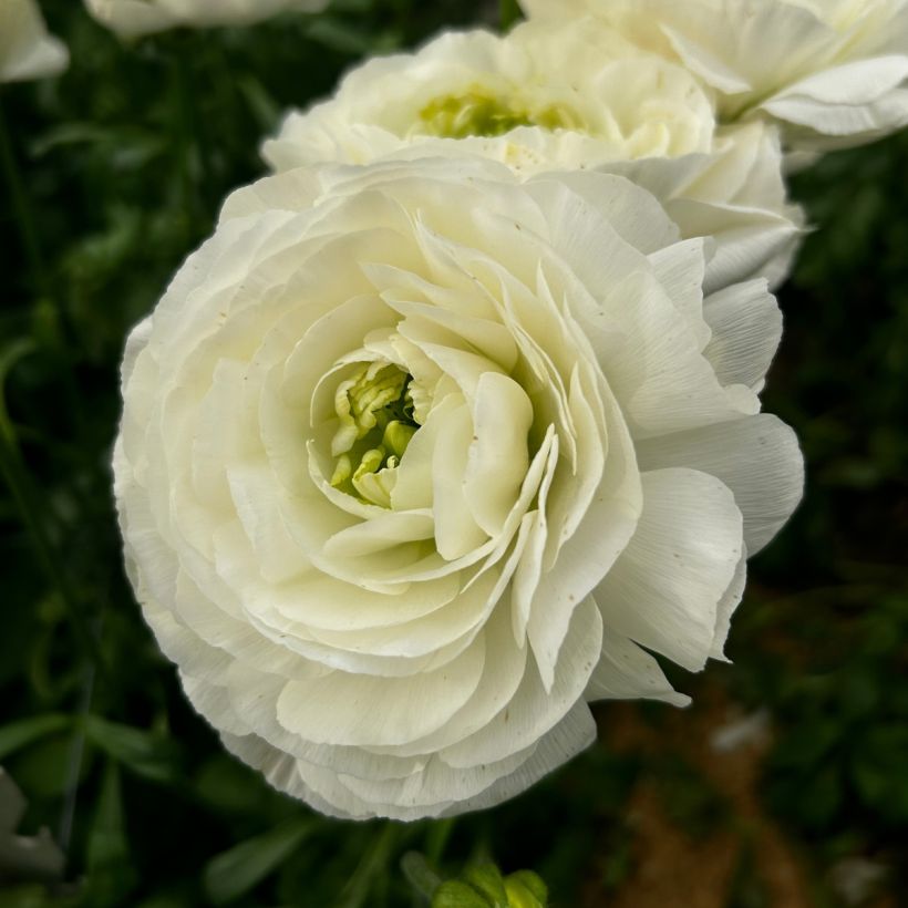 Renoncule des fleuristes Romance Montenvers – Ranunculus asiaticus (Flowering)