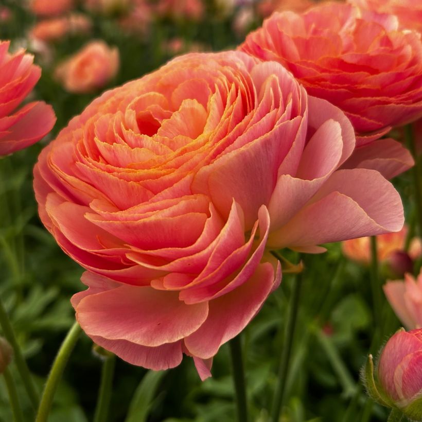 Renoncule des fleuristes Romance Nohant – Ranunculus asiaticus (Flowering)